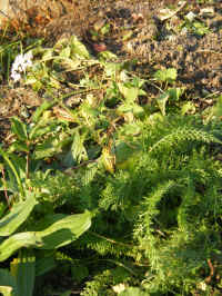 Almindelig røllike Achilla millefolium.JPG (2619362 byte)